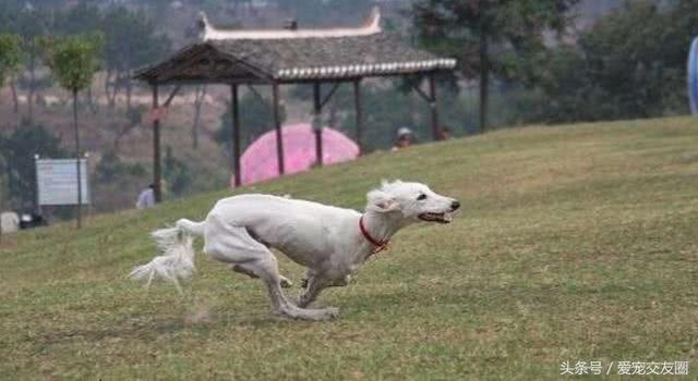 历史古老个性活泼友善,阿拉神的赠物萨路基猎兔犬