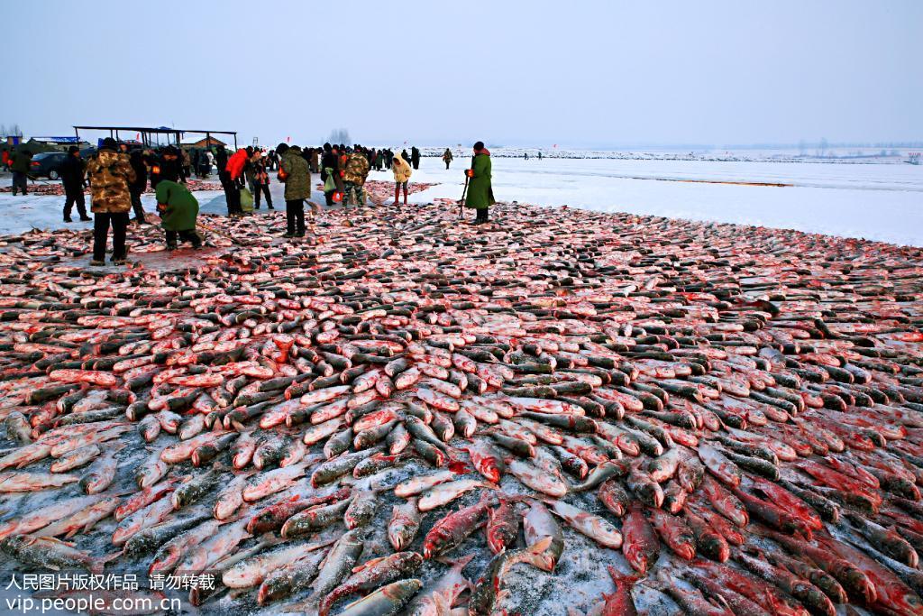 齐齐哈尔：水库冬捕 鱼跃人欢