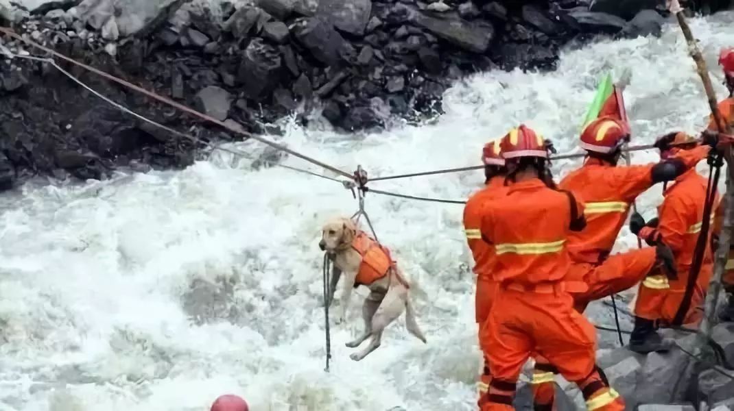 兩隻搜救犬被人毒死：殺死英雄的兇手，請你站出來！ 寵物 第10張