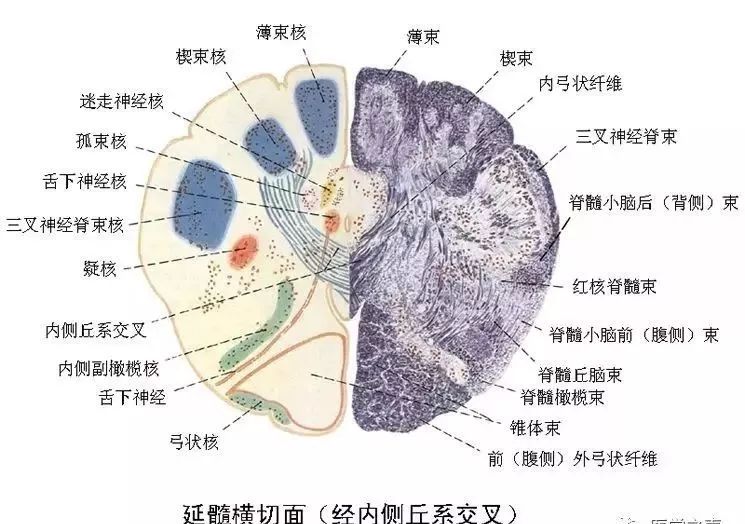 最齐全的神经系统解剖图建议转发收藏67