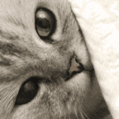 猫咪怎么绝育最便宜 76f993d95037413aae2434e1cc301e42.gif