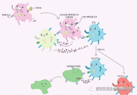 抗感染免疫—获得性特异性免疫