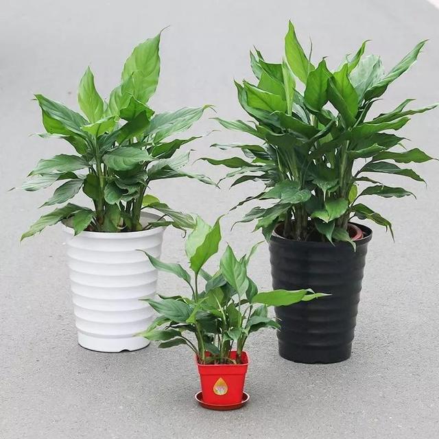 盆栽植物怎样过冬更好 80798a3ecbd645c7afea815b6f14d1e3.jpeg