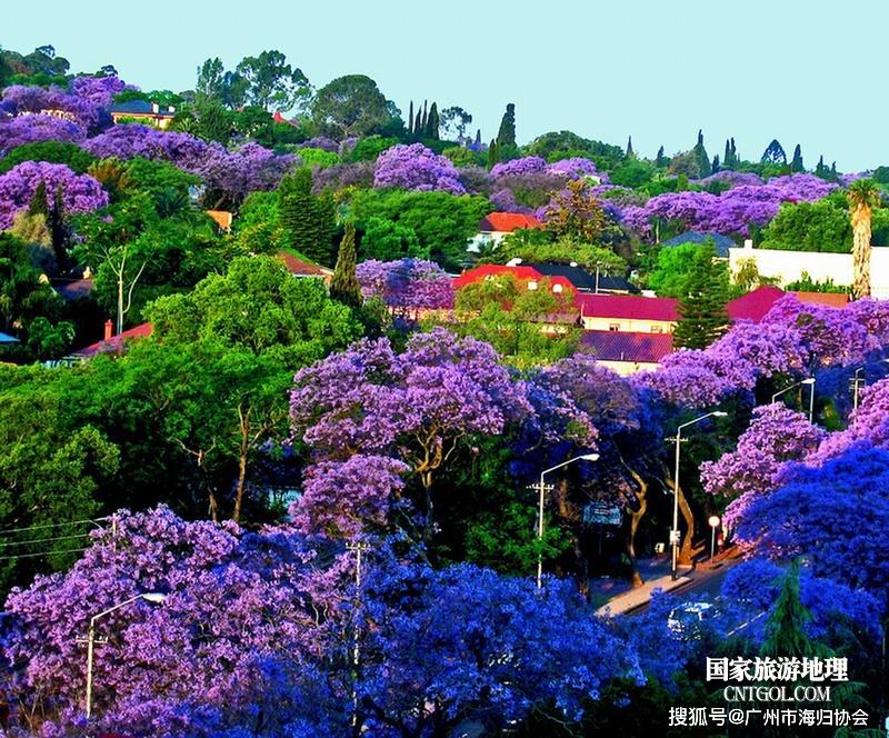 世界最美丽的"花树之城"非洲哈拉雷