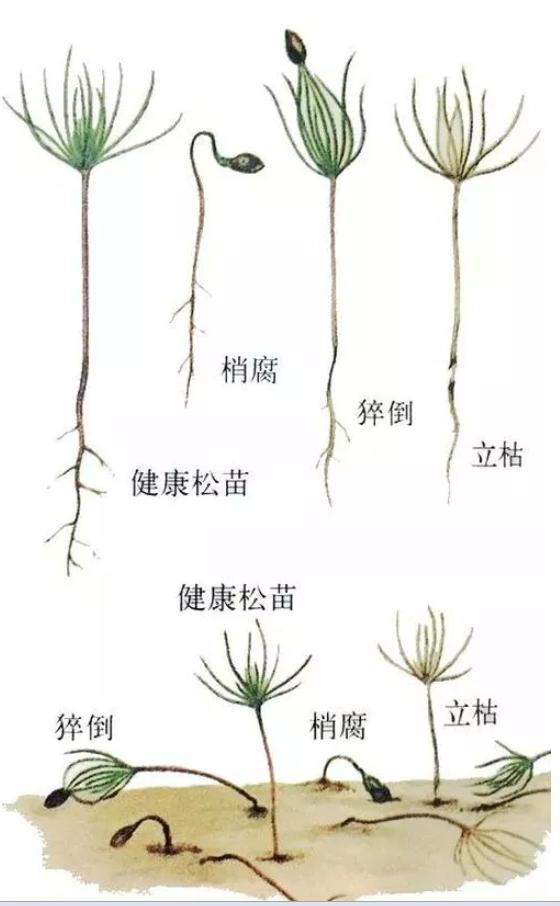 枯苗什么成语_成语故事简笔画