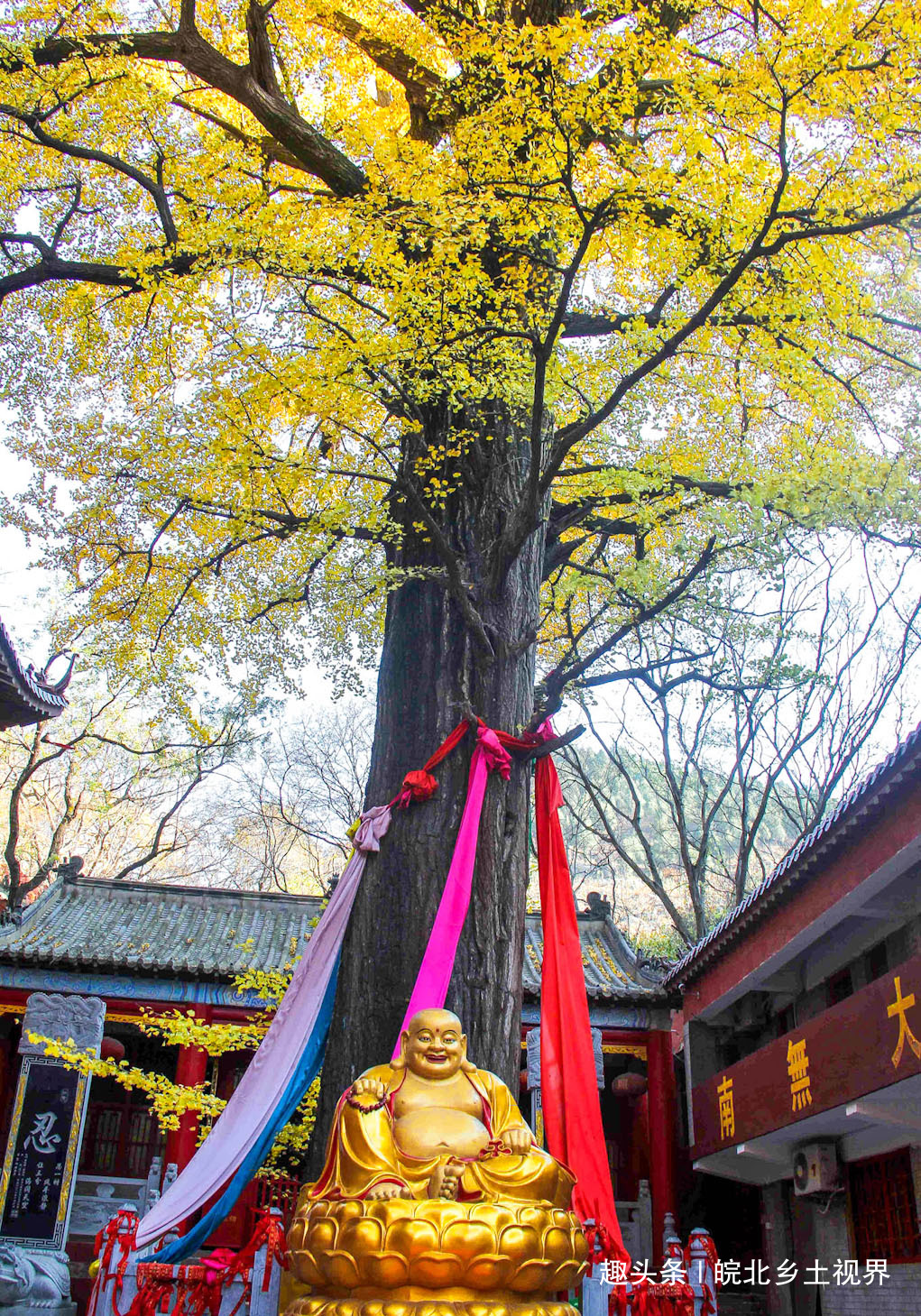 图为安徽宿州萧县天门寺寺院里的千年古银杏叶开端变黄,把古老的寺院