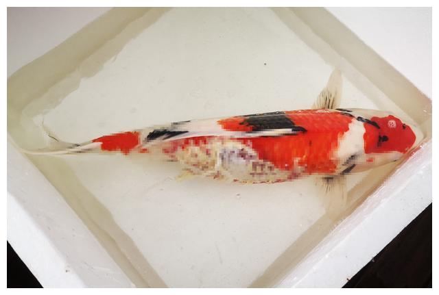 锦鲤鱼真菌感染烂身病危,注射实战!冬季冷水鱼