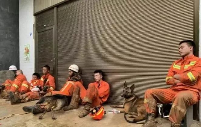 兩隻搜救犬被人毒死：殺死英雄的兇手，請你站出來！ 寵物 第6張