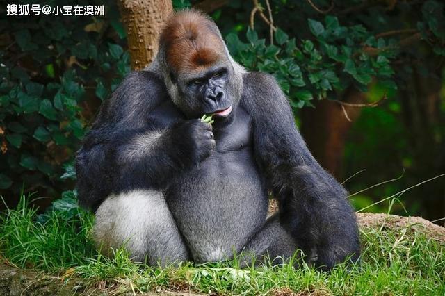 猩猩丛林(gorilla rainforest)