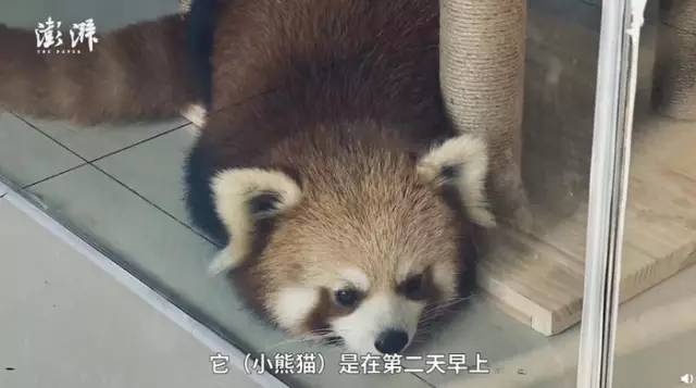 可以饲养小熊猫吗 abc25c84bce343c296cdfcbdf8d46389.jpeg