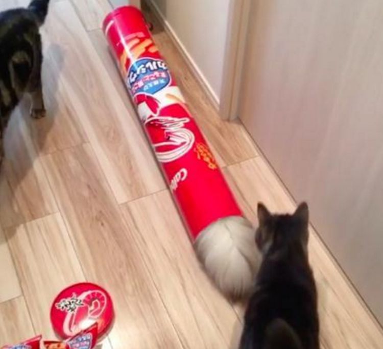 猫咪叫声吸引猫咪的原因 ac62b1e99e1f4a119ea891851051a145.jpeg