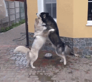 搞笑GIF图：狗子你们是成精了吗，你俩站起来跳起了舞来_生活