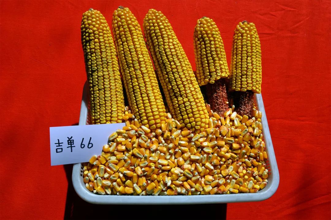 吉单66,入选啦!