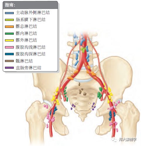 输精管的淋巴管注入骼外淋巴结.静脉与动脉伴行并同名.