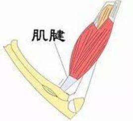 金庸小说中大侠被挑断了筋就成了废人筋到底是什么