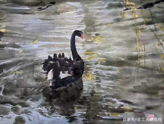 水彩画 黑天鹅 (61x46厘米 阿诗 300克粗纹 温莎.