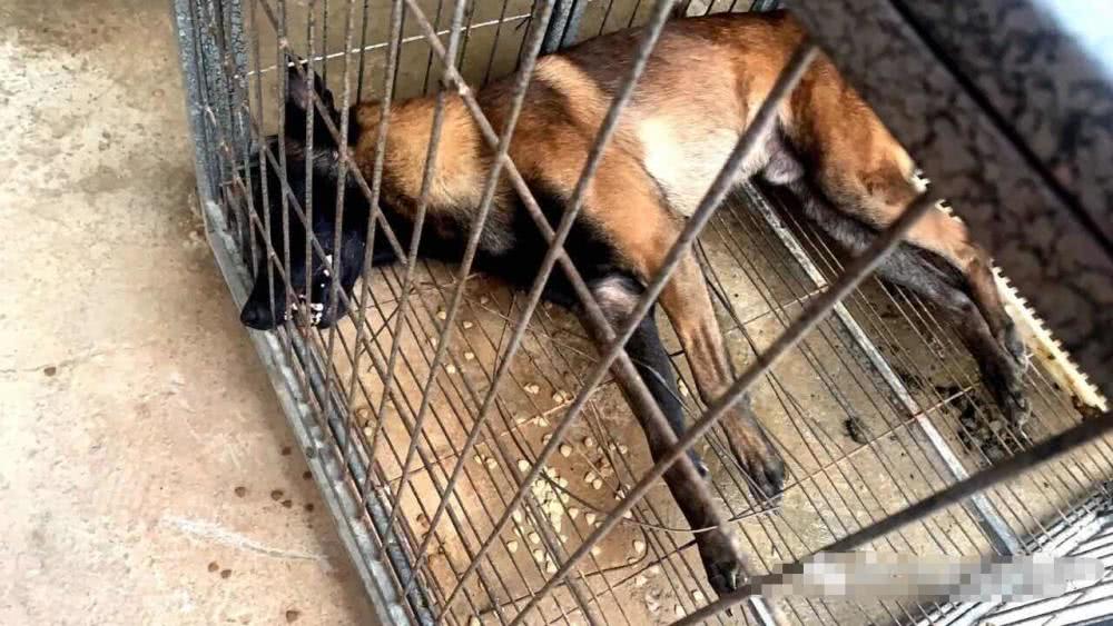 原创谁下的毒手？蓝天救援队两搜救犬疑被毒死