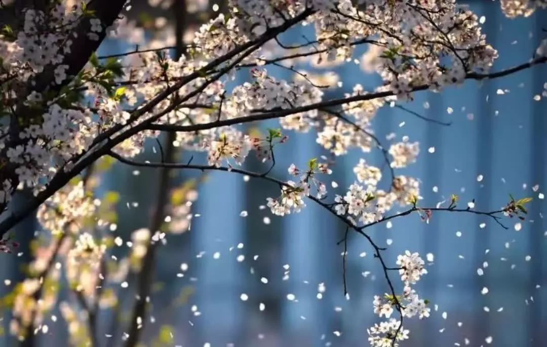 我想起你,梅花便从树上飘落(林景新/文)