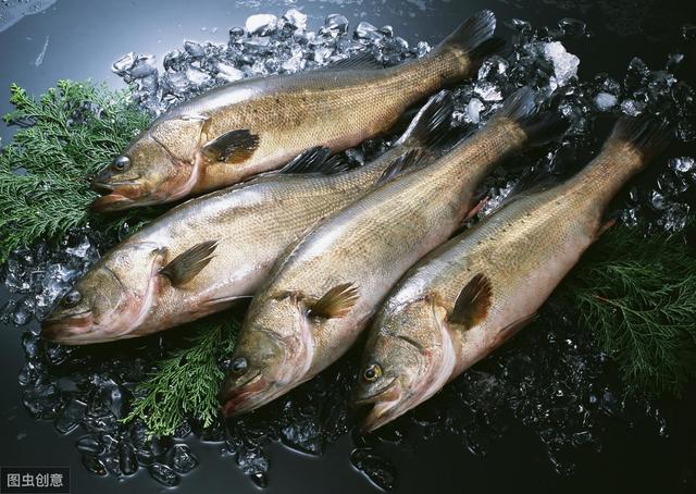 鱼多久不喂食没事 f0537753c20d45ab89917624babf1155.jpeg