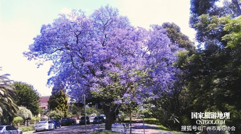 世界最美丽的"花树之城"非洲哈拉雷