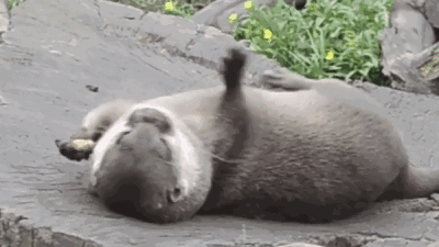 400_225gif 动态图 动图