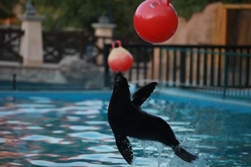 ���裤688�Ϳ��������������Ƶ�����ͷ�+2��2С������ ...