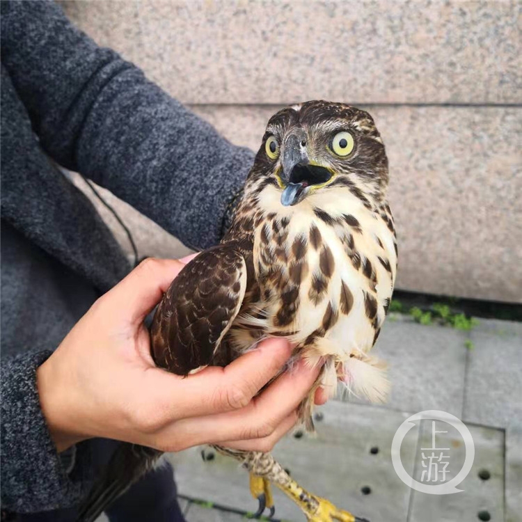 两鸟飞猜成语_看图猜成语(3)