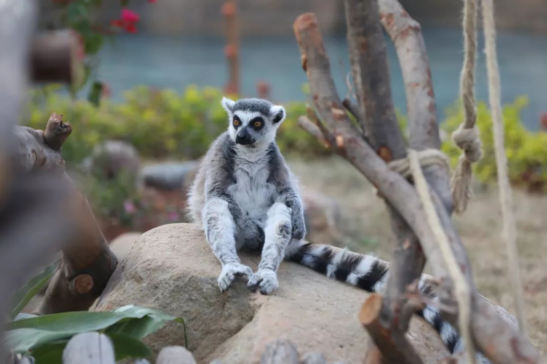 ���裤688�Ϳ��������������Ƶ�����ͷ�+2��2С������ ...