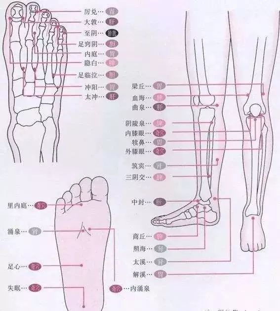 再深挖一下,腿部的6条经络——脾经,肾经,肝经,胃经,膀胱经,胆经