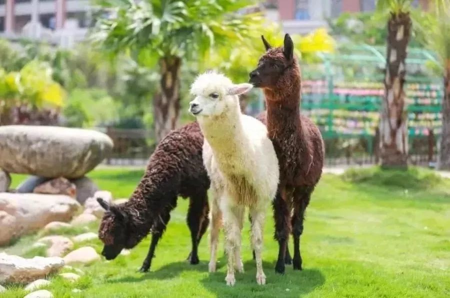 ���裤688�Ϳ��������������Ƶ�����ͷ�+2��2С������ ...