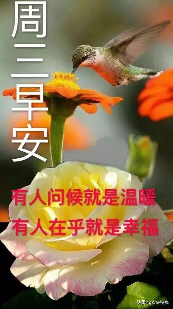 周三清早问候大家早上好的漂亮图片,早晨好祝福语句子