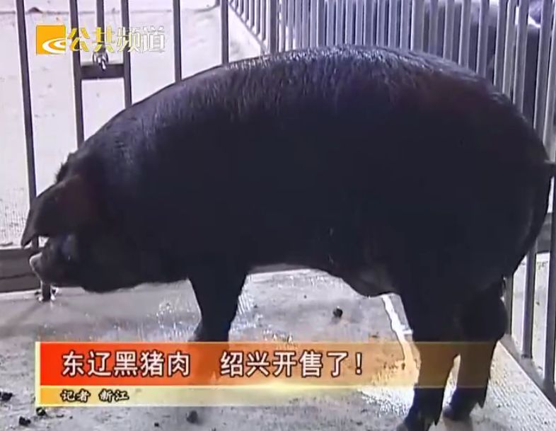 "养猪大王"养的东辽黑猪肉,在绍兴开售了!