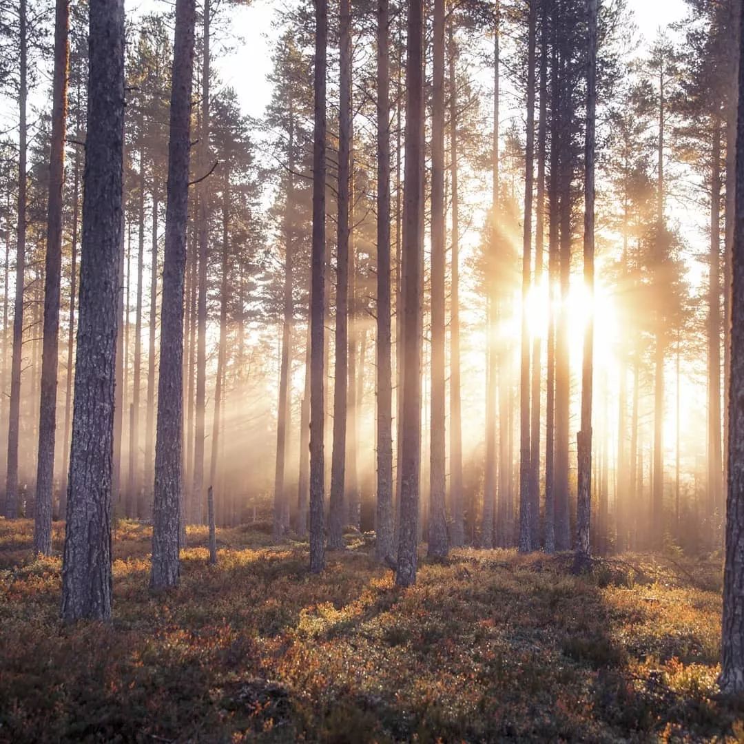 “北欧李子柒”引300万人围观，隐居森林9年，活出所有人羡慕的样子