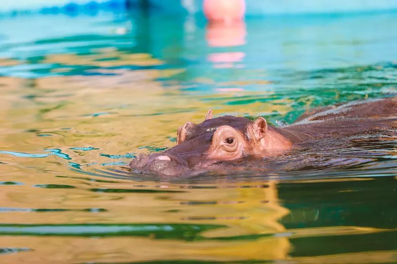 ���裤688�Ϳ��������������Ƶ�����ͷ�+2��2С������ ...