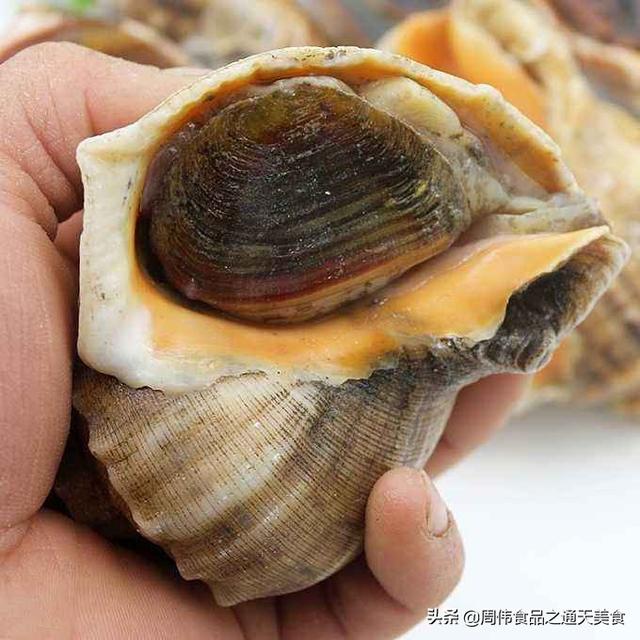 小建议:其实一般来说海螺的尾部就是海螺的内脏,还有它的排泄器官,有