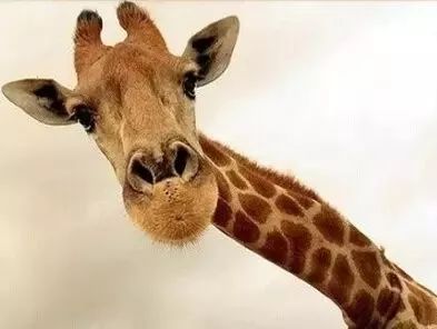 动物园人气明星长颈鹿怎么过冬?