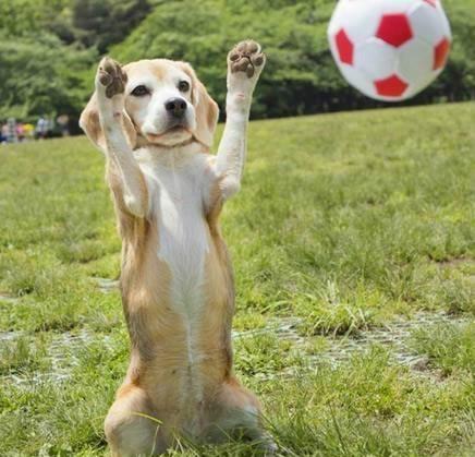 怎么看小狗聪不聪明 4249789c039d4f53b43d7b0266b33425.jpeg