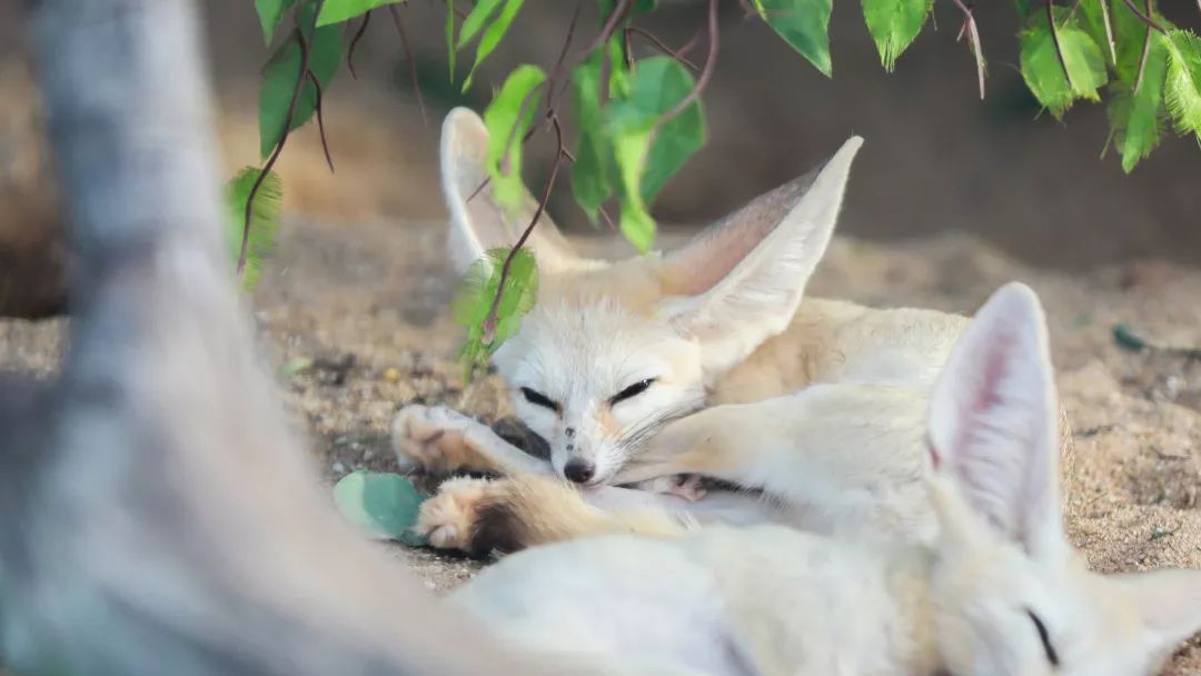 ���裤688�Ϳ��������������Ƶ�����ͷ�+2��2С������ ...