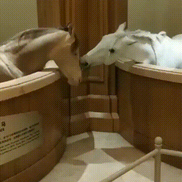 搞笑GIF:家里养了两只仓鼠，长得挺可爱，平时两只小_亲戚