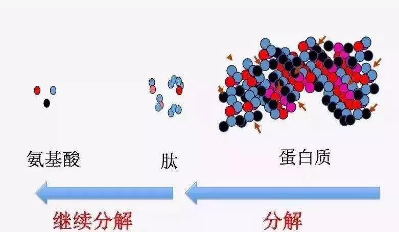 引起过敏的是大分子蛋白质,当分解为短的片段或者氨基酸分子就大大