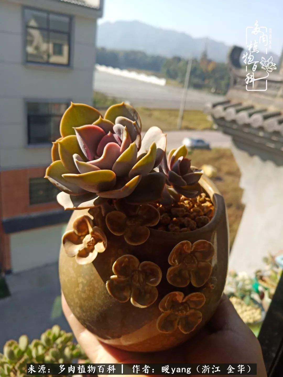 每天枯燥的两点一线,养多肉是一种很好的放松