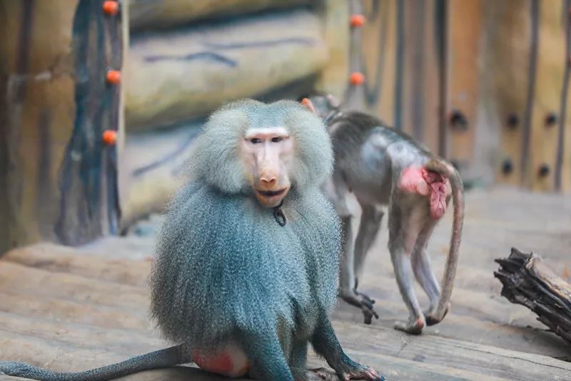 ���裤688�Ϳ��������������Ƶ�����ͷ�+2��2С������ ...