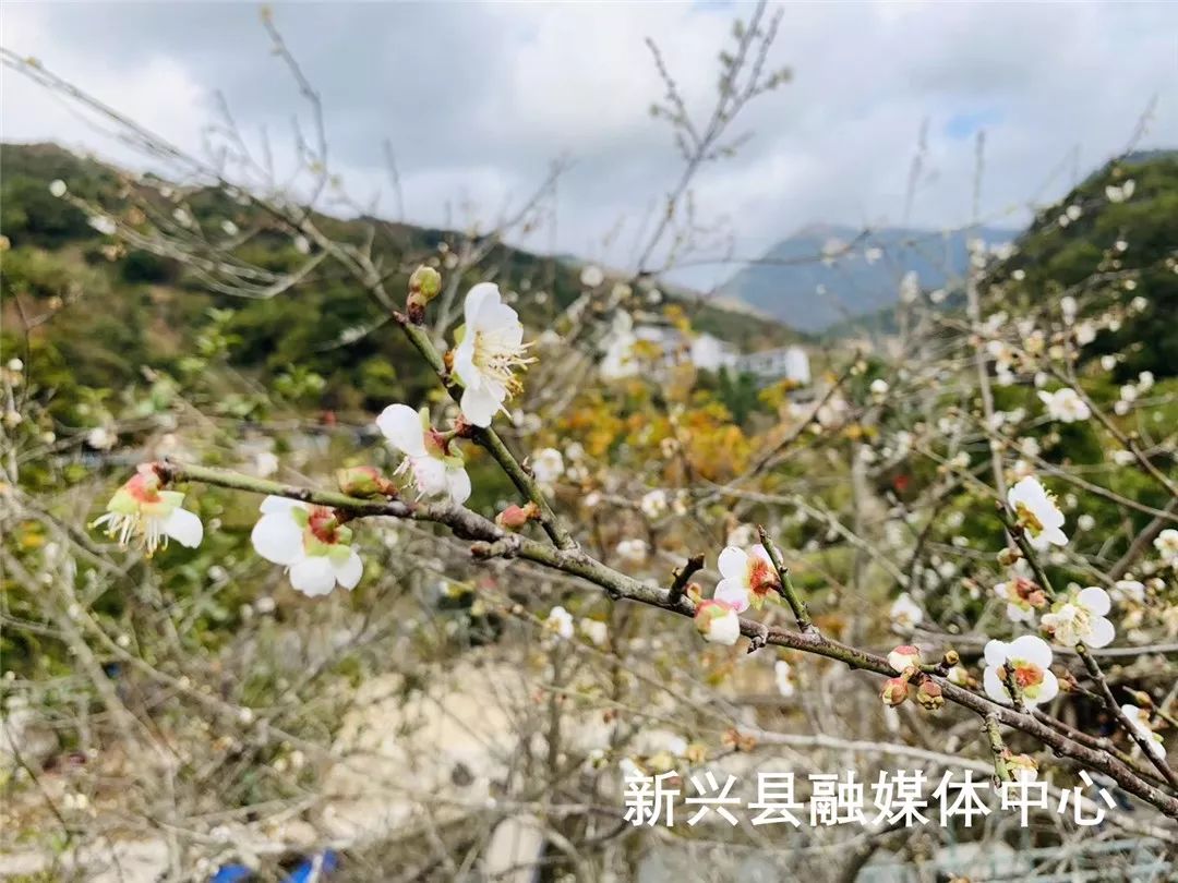 广东四大赏梅地,其中一个在新兴!_梅花