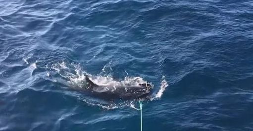 鲨鱼夹的威力 4e72558f44c34dc482d8f2f2367ce289.jpeg