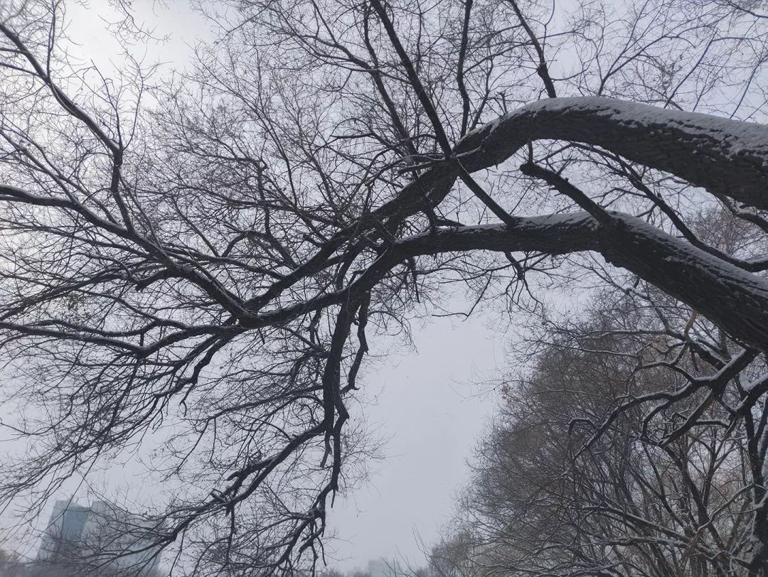 树是什么季节的 50fb9e2b21a94bf68c058a0091876047.jpeg