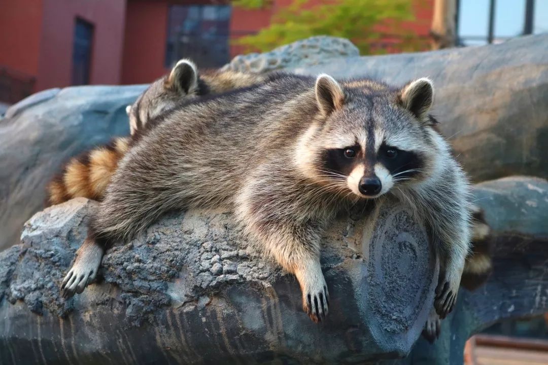 ���裤688�Ϳ��������������Ƶ�����ͷ�+2��2С������ ...