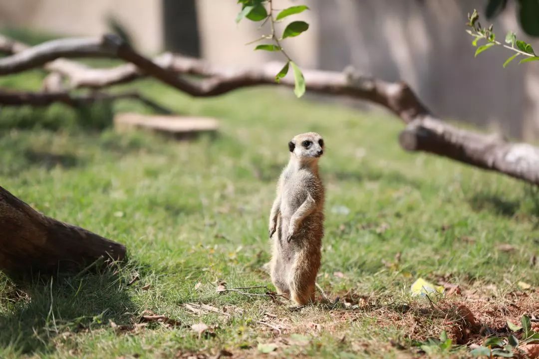 ���裤688�Ϳ��������������Ƶ�����ͷ�+2��2С������ ...