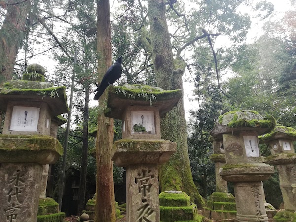 随笔| 奈良的绵绵青山间，寻访大唐的背影