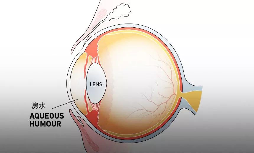 房水是充满在眼前,后房内的一种透明清澈液体.