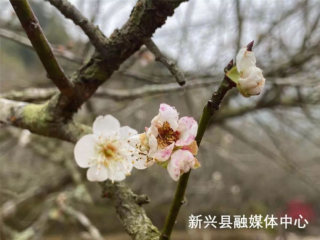 新兴的梅花开了12月21日天露山第八届梅花节等你来打卡